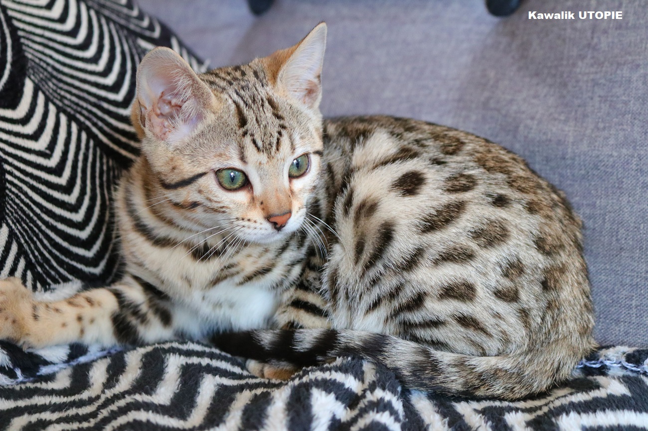 BENGAL BROWN